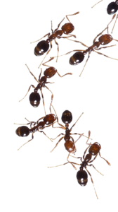 Ant Exterminator Woodridge IL
